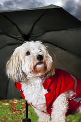 Image showing Cute dog under umbrella