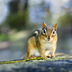 Image showing Wild chipmunk