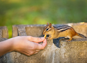 Image showing Feeding wildlife