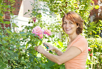 Image showing Woman pruning rose bush