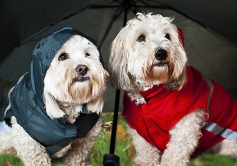 Image showing Dressed up dogs under umbrella