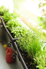 Image showing Balcony herb garden