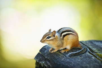 Image showing Cute chipmunk on log