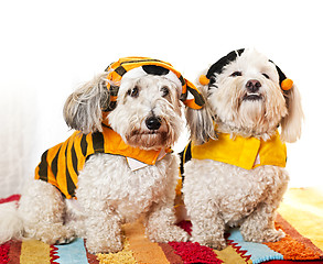 Image showing Cute dogs in costumes