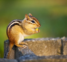 Image showing Wild chipmunk eating nut