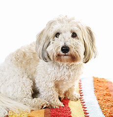 Image showing Cute dog on carpet