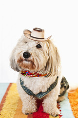 Image showing Cute dog in cowboy costume