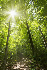 Image showing Sunny forest path