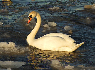 Image showing swan on frozen lake