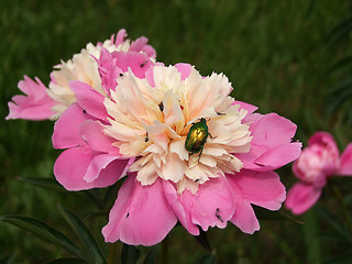 Image showing Pink peony in bloom with cockchafer