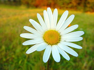 Image showing White daisy on colourful background