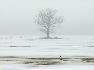 Image showing Single oak tree in winter on a foggy afternoon