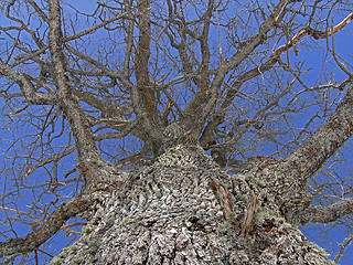 Image showing trunk of old oak tree, naked branches in sky