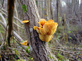 Image showing mushrooms on a tree, autumn forest
