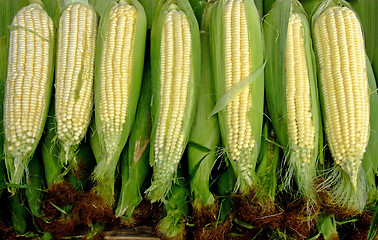 Image showing Fresh corn clips