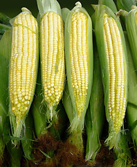 Image showing Organic corn clips