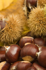 Image showing chestnuts