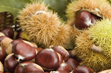 Image showing chestnut