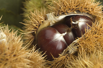 Image showing chestnut