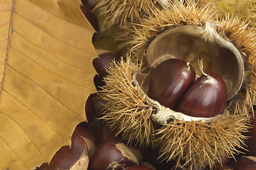 Image showing chestnut