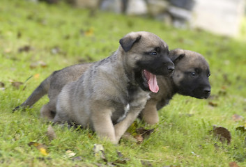 Image showing puppy