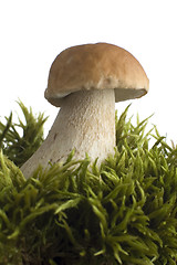 Image showing mushroom