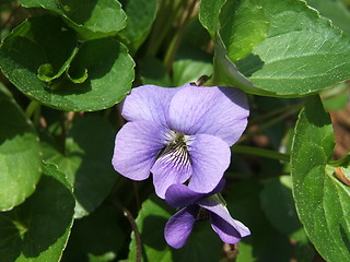 Image showing violet