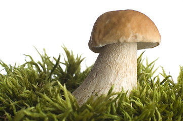 Image showing mushroom