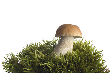 Image showing mushroom