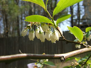 Image showing blueberry blossoms