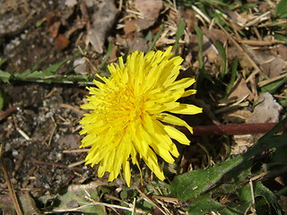 Image showing single dandelion