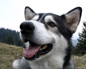 Image showing Close up of an alaskan malamute dog