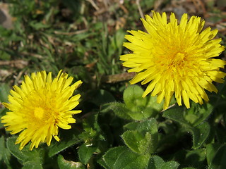 Image showing two dandelions