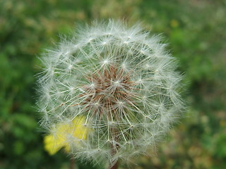 Image showing dandelion puff