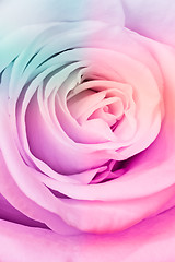 Image showing multicolor rose