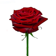 Image showing red rose