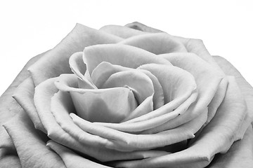 Image showing white rose