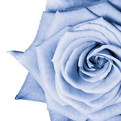 Image showing blue rose