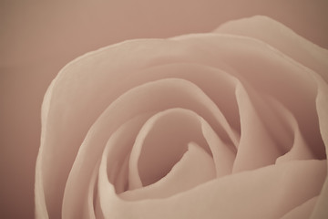 Image showing rose macro