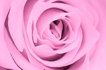 Image showing pink rose close up