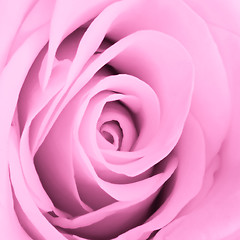 Image showing pink rose close up