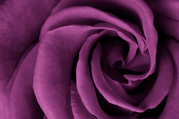 Image showing pink rose