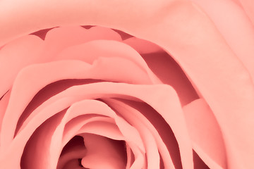 Image showing pink rose close up