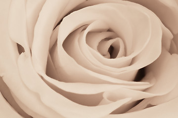 Image showing white rose close up