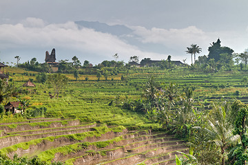 Image showing rice fields in Bali, Indonesia