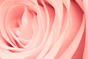 Image showing pink rose close up