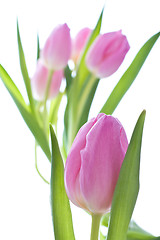 Image showing pink tulips