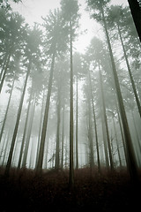 Image showing misty forest