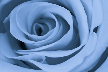 Image showing blue rose close up