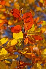 Image showing autumn foliage